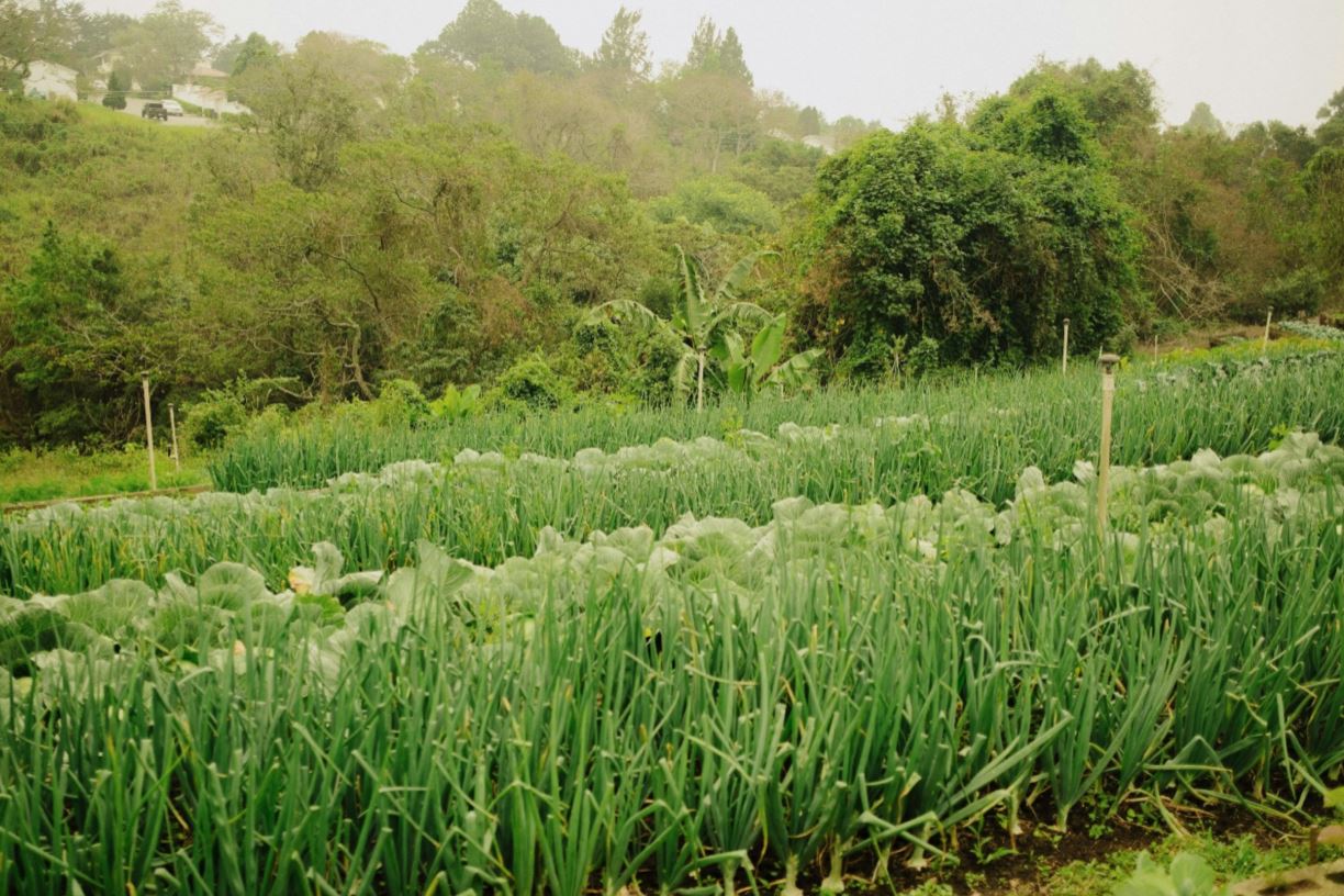 Regenerative land use